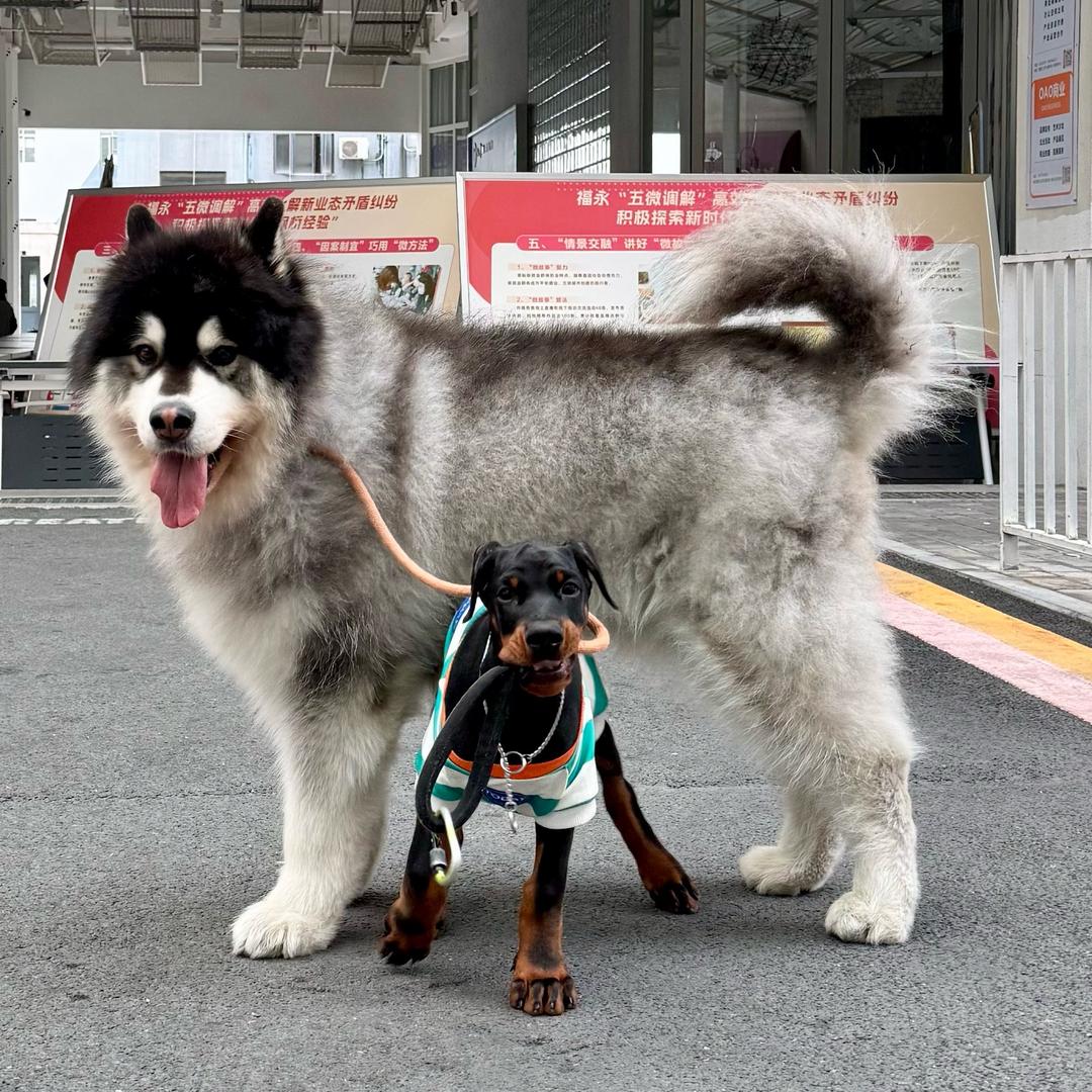 杜宾威龙