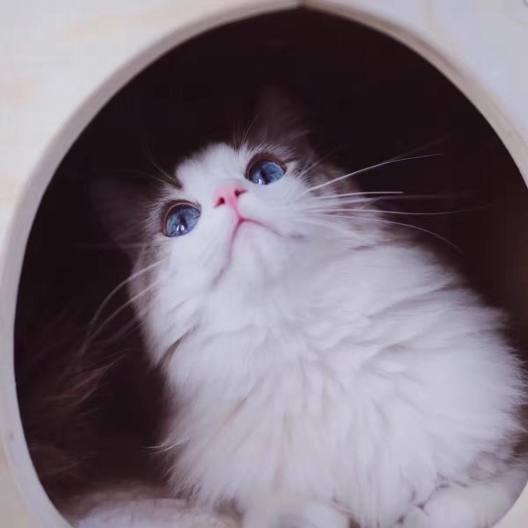 Nini