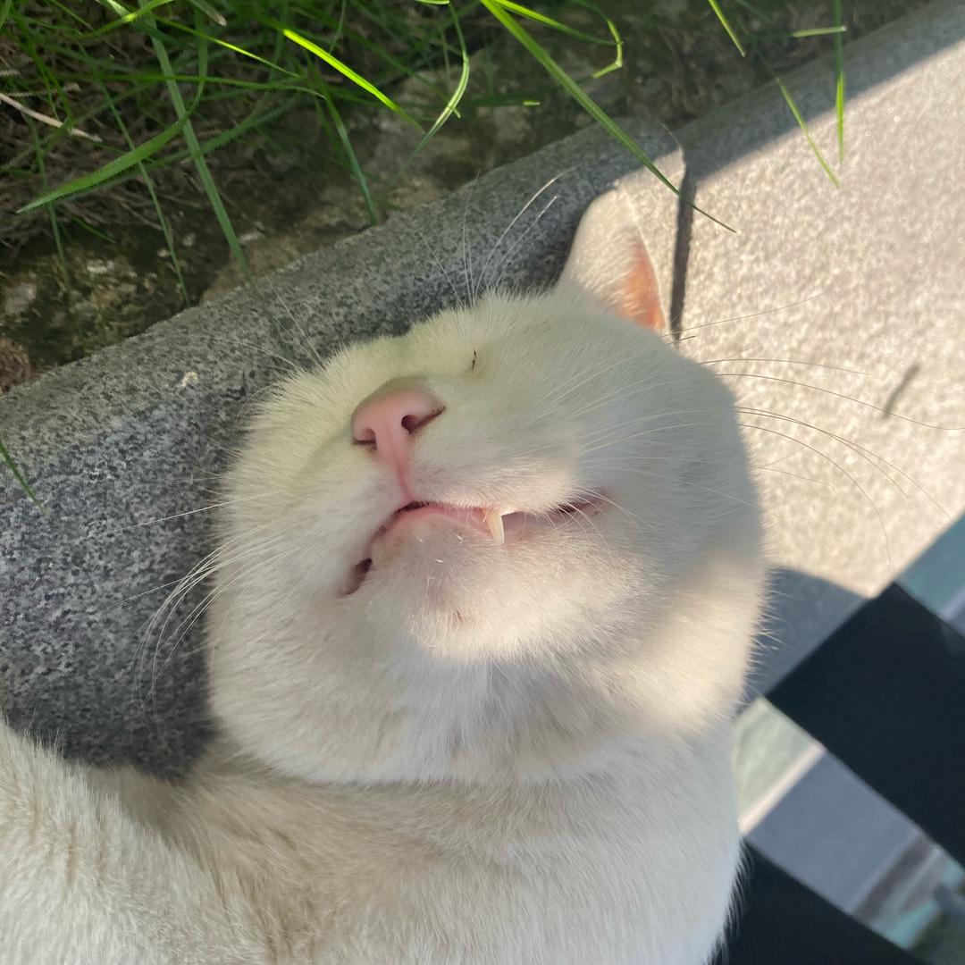 爵士豚