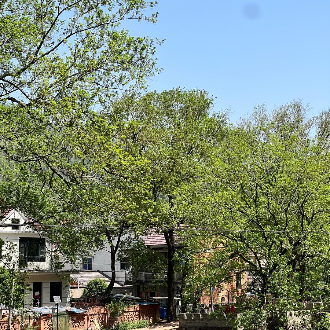 芜湖三公山两棵树下咖啡屋