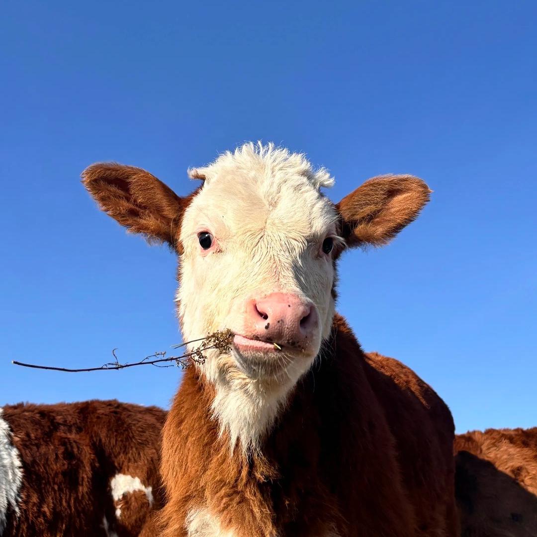 甄选奶源🐮