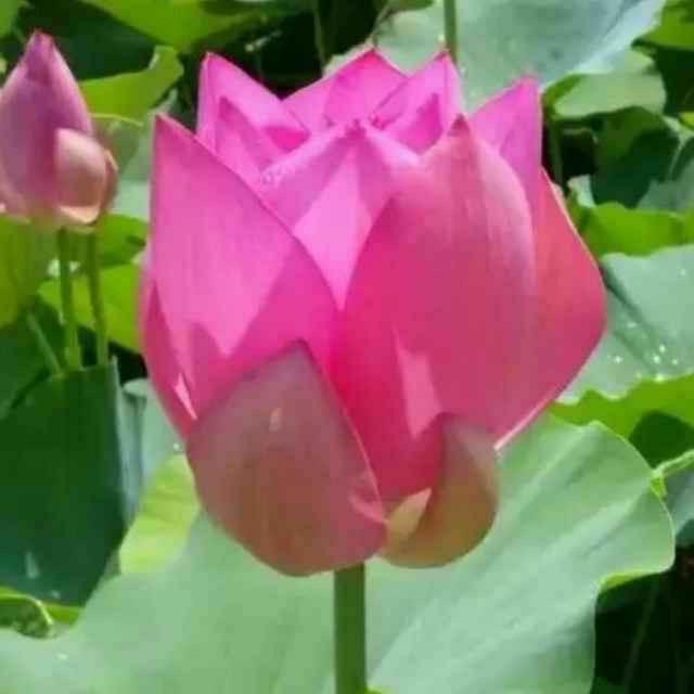 一生有李