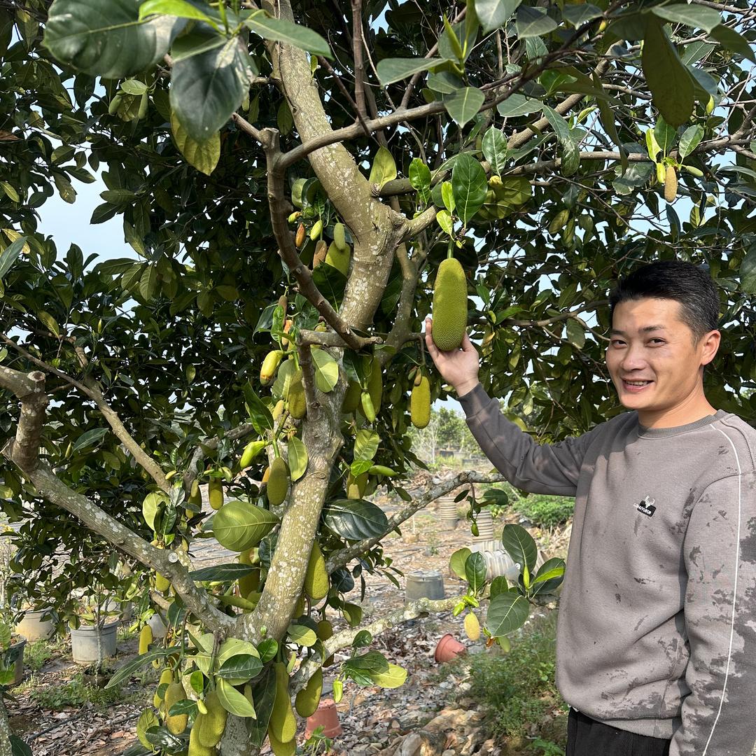 绿林果树苗木专营店