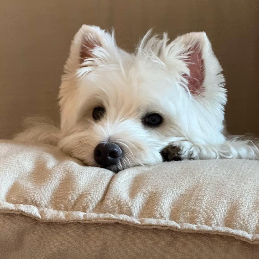 彩英的头发呀.（见过bp和汪苏泷版