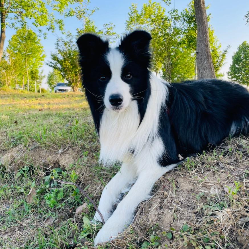 小天狗🐾