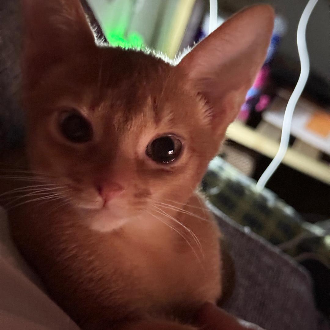 爆爆（无畏契约）