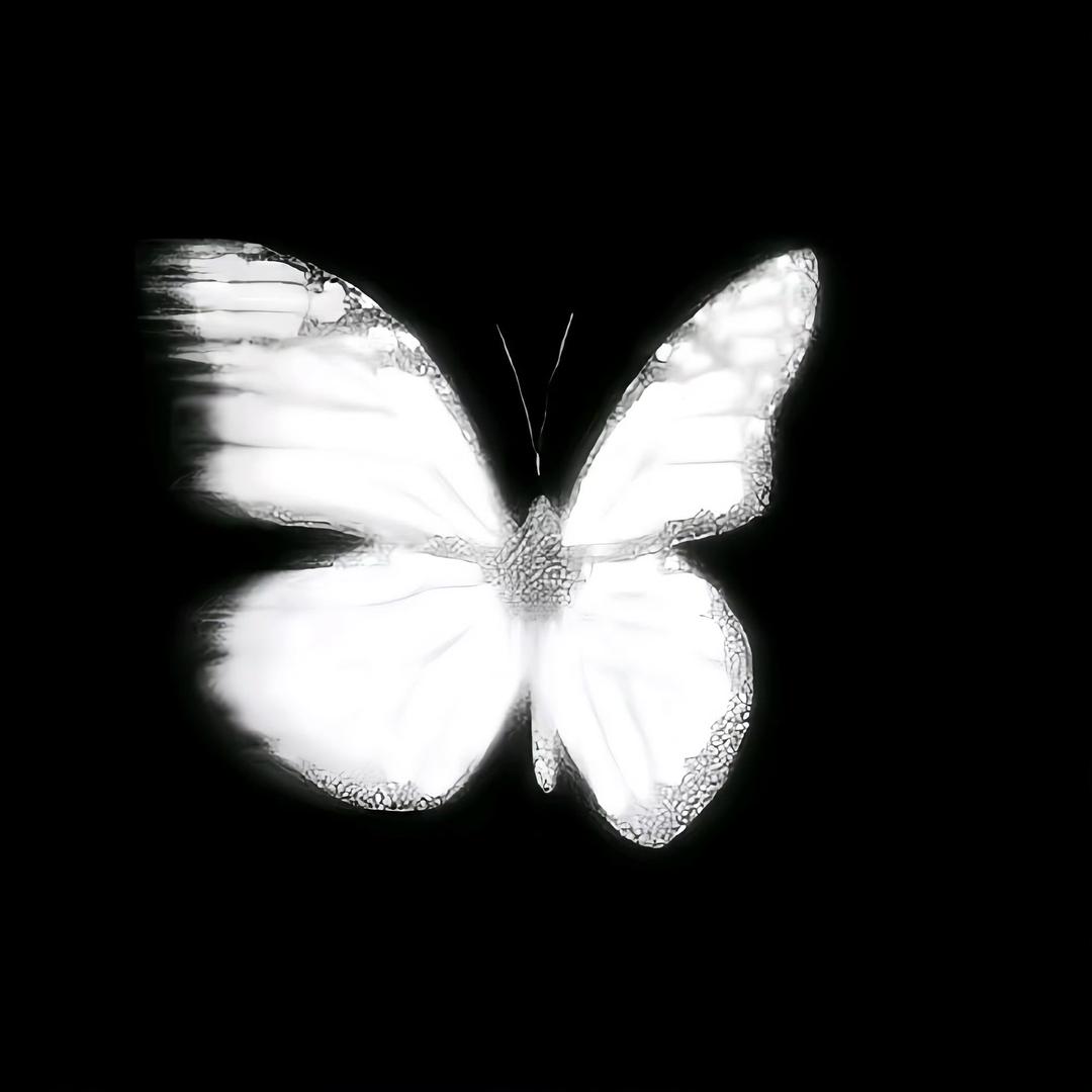 为什么不吃香菜