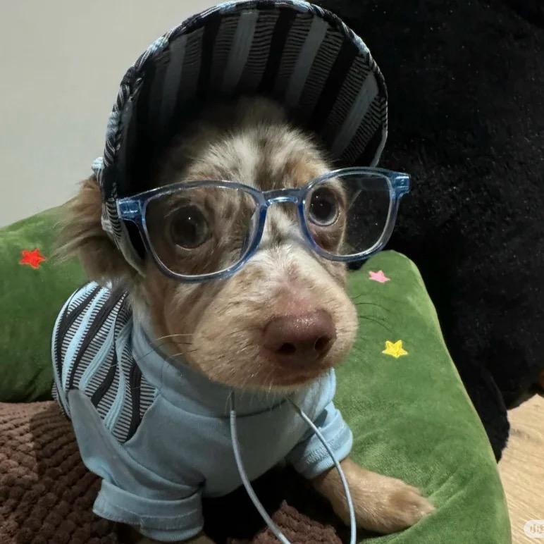 发福奥利奥