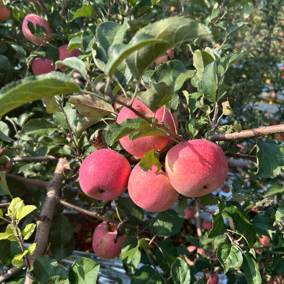 洛川苹果（老李农场）