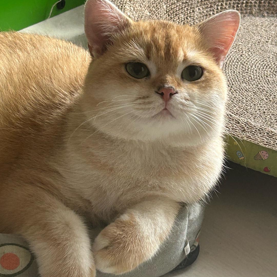 珊珊是只喵