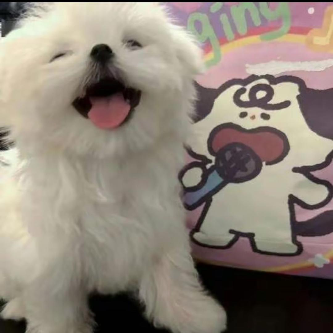 莴苣叶