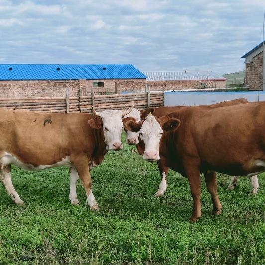 巴音胡舒家庭牧场