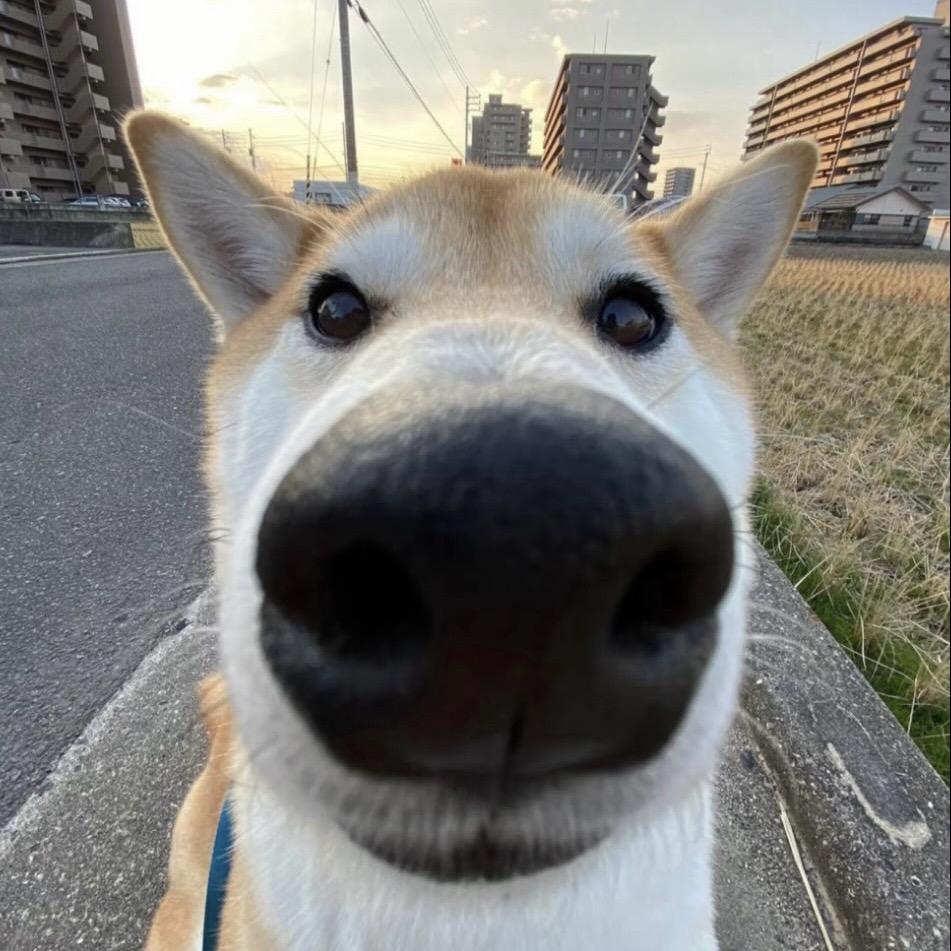 不吃考研（香菜版）