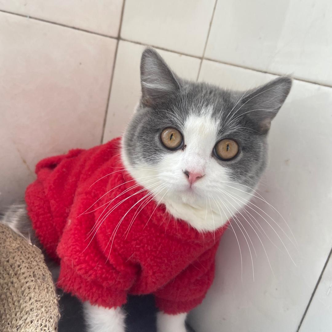 柒柒和她的猫