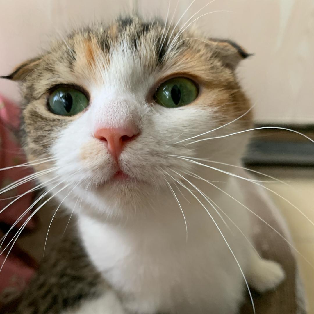 辣妹子