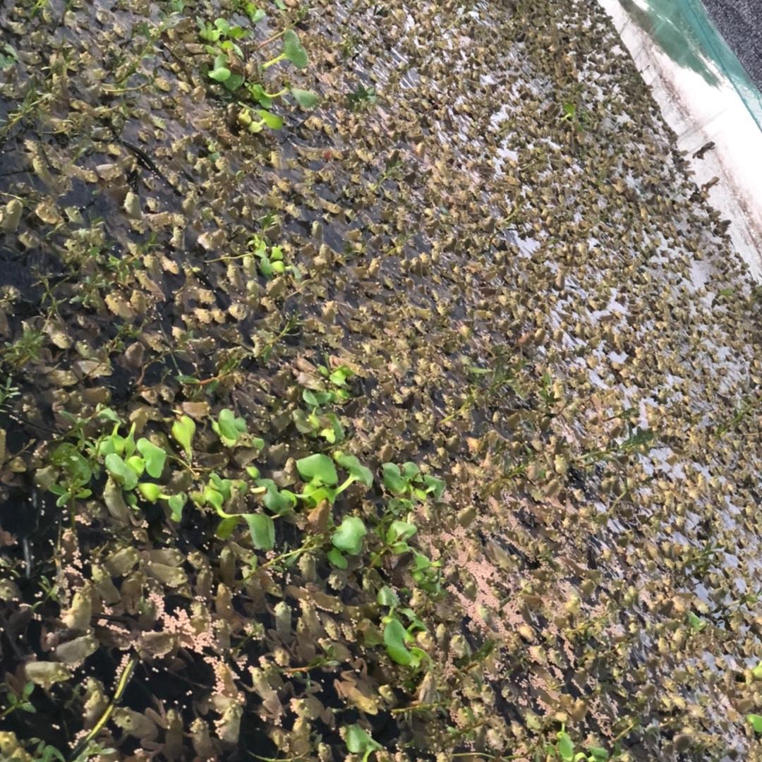 洞庭鱼米蛙🐸