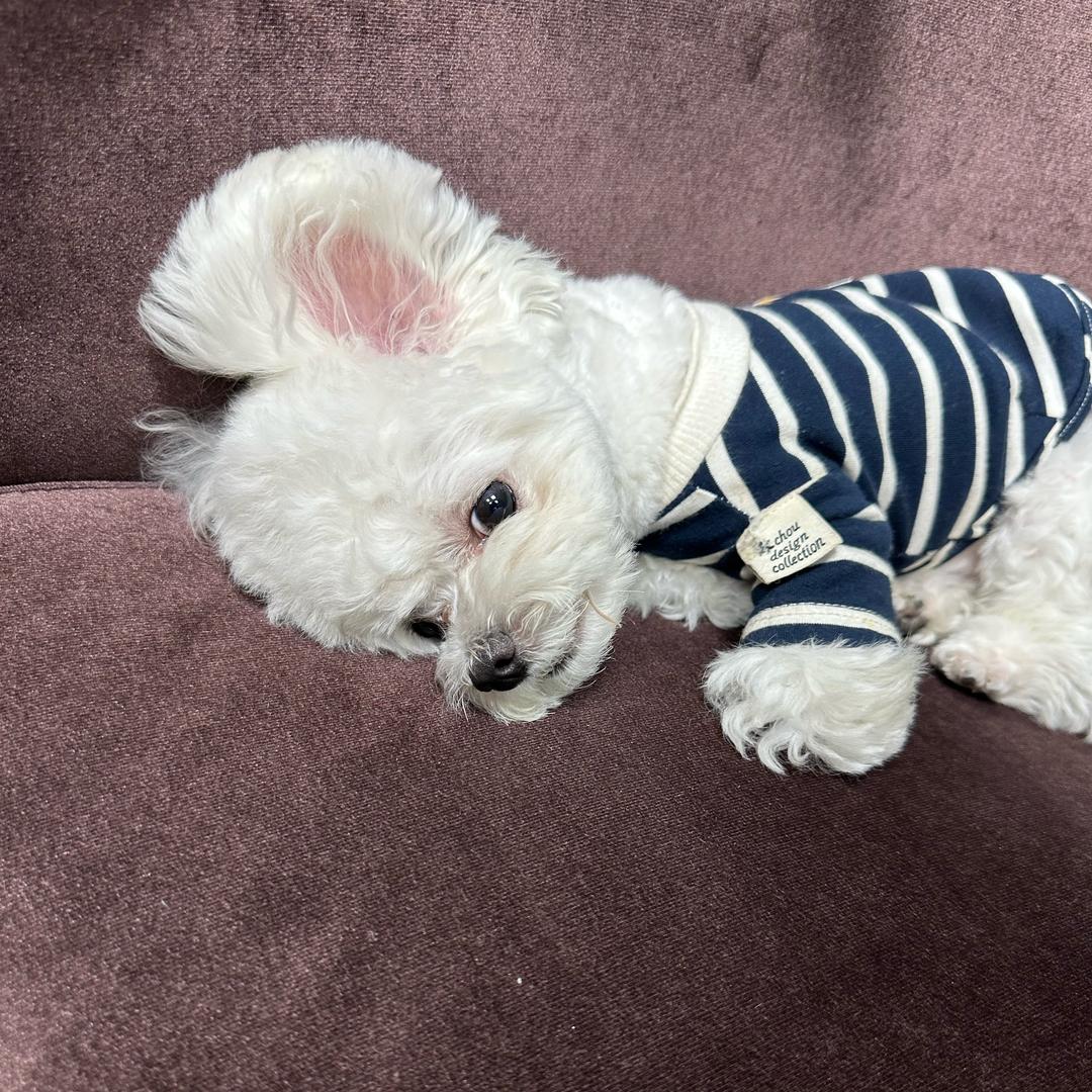 宸柯