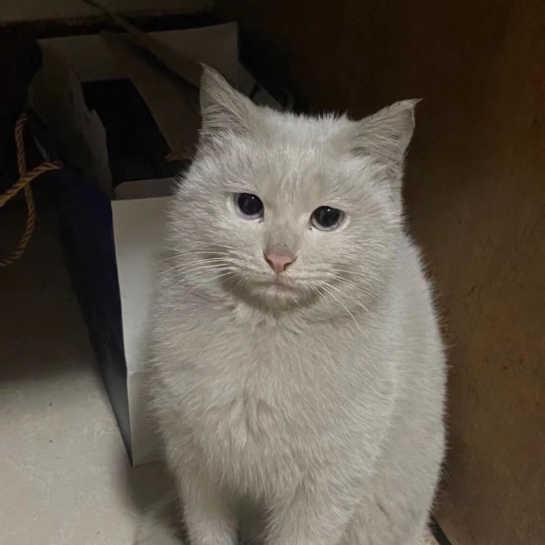 大猫咪