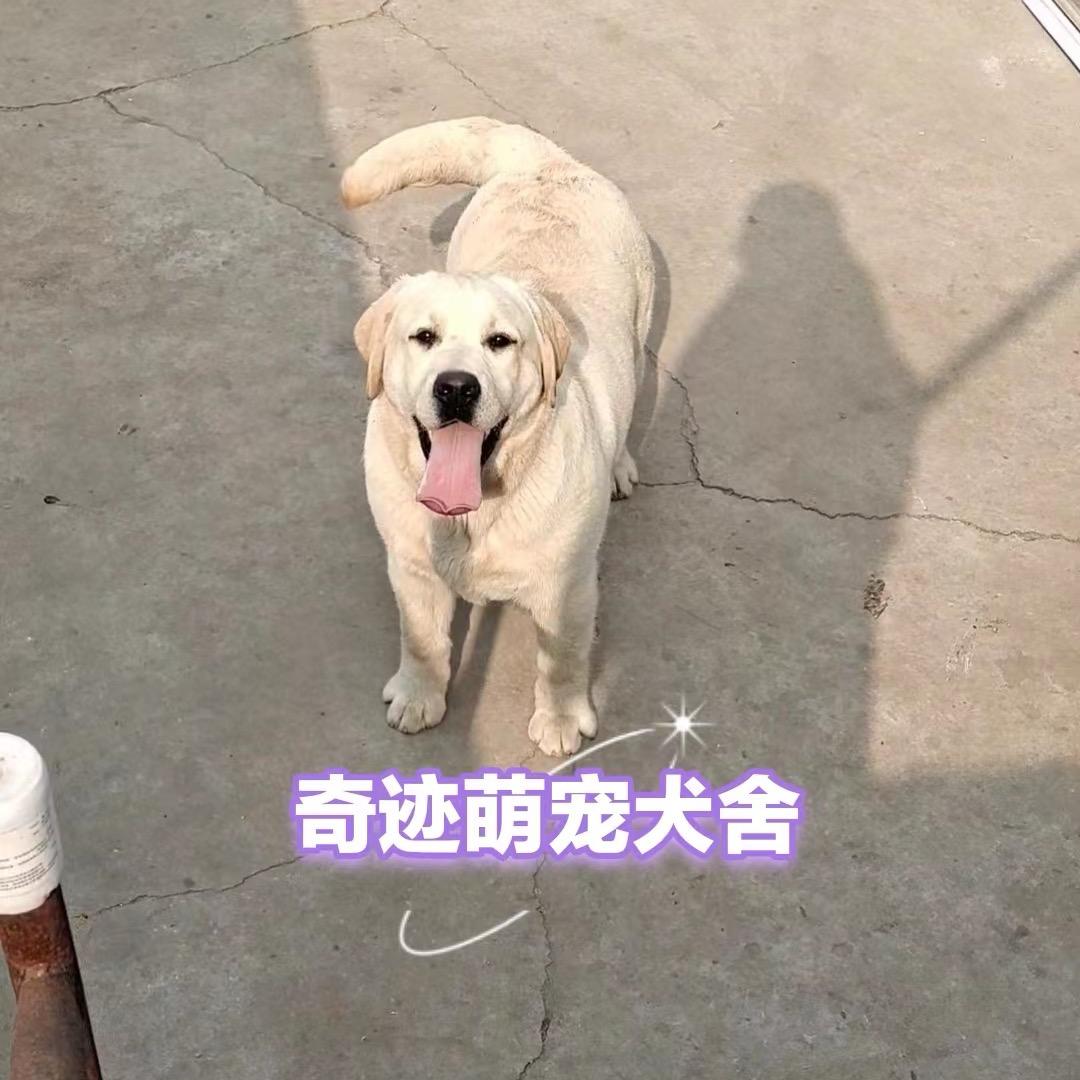 唐山奇迹萌宠犬舍-直播号2