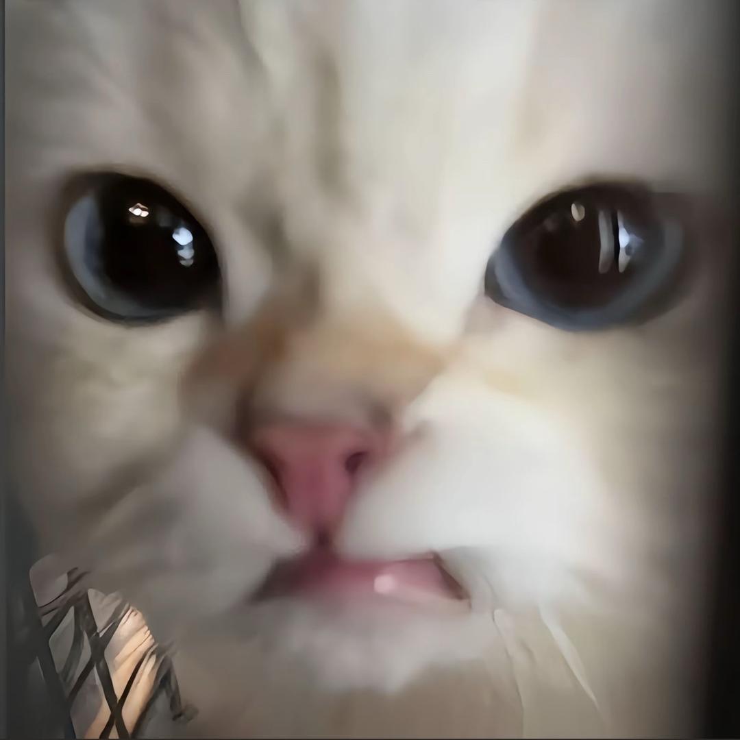 棉袄小猫oO