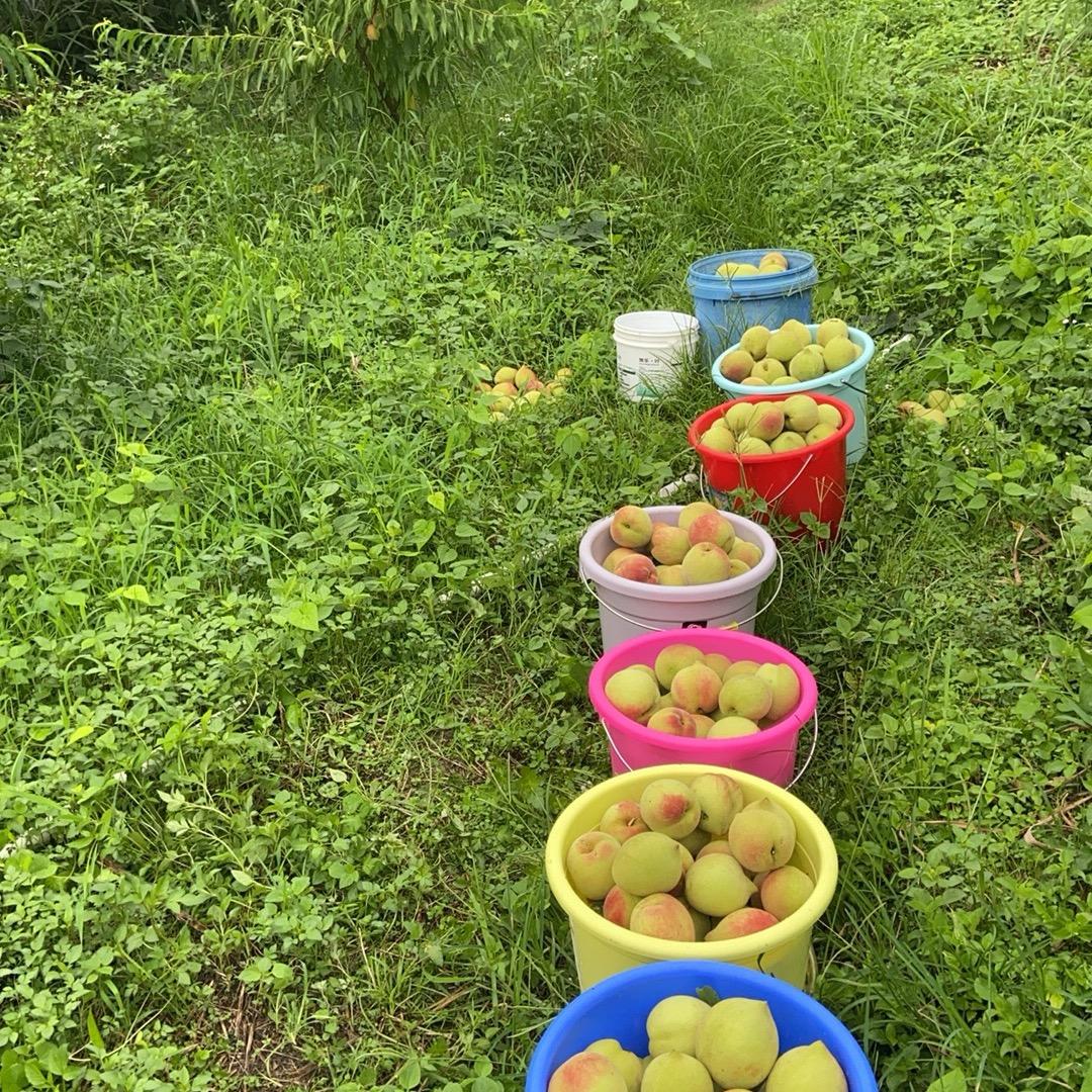 阿飘水果