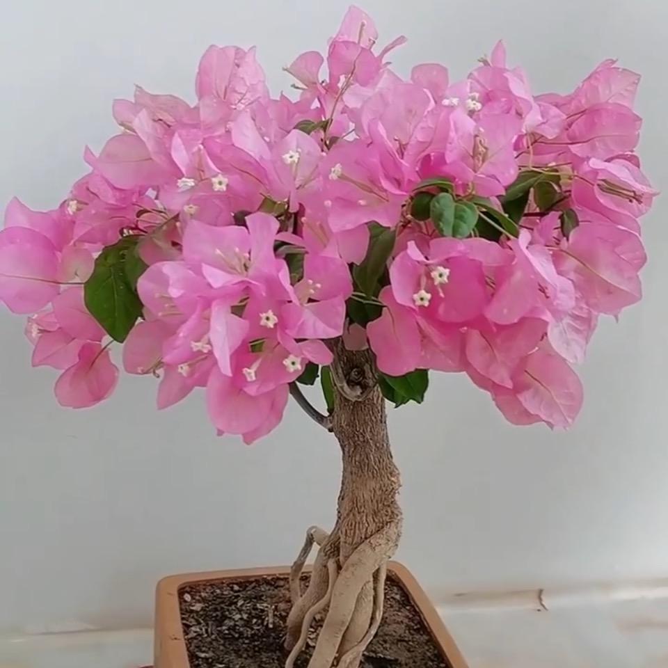 🌱春天