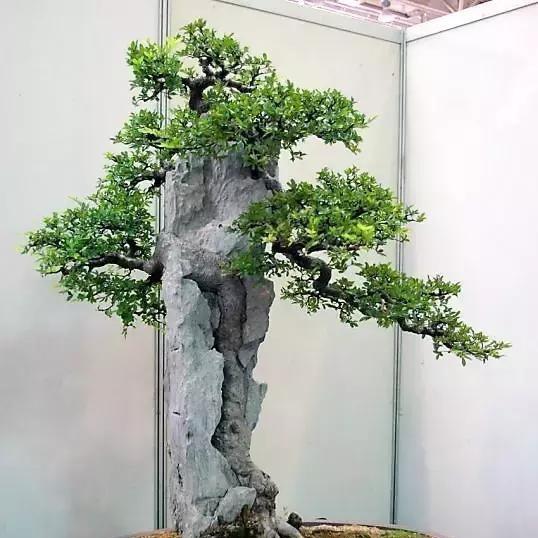 小燕盆景店