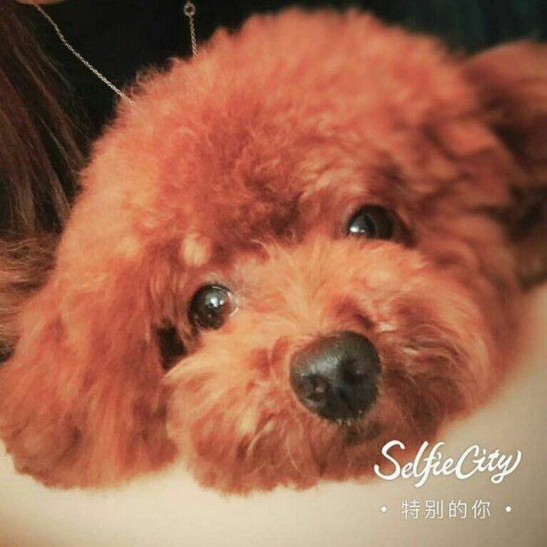 LOVE伴侣动物乐园