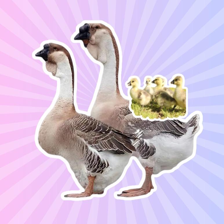 馨萌宠养殖基地