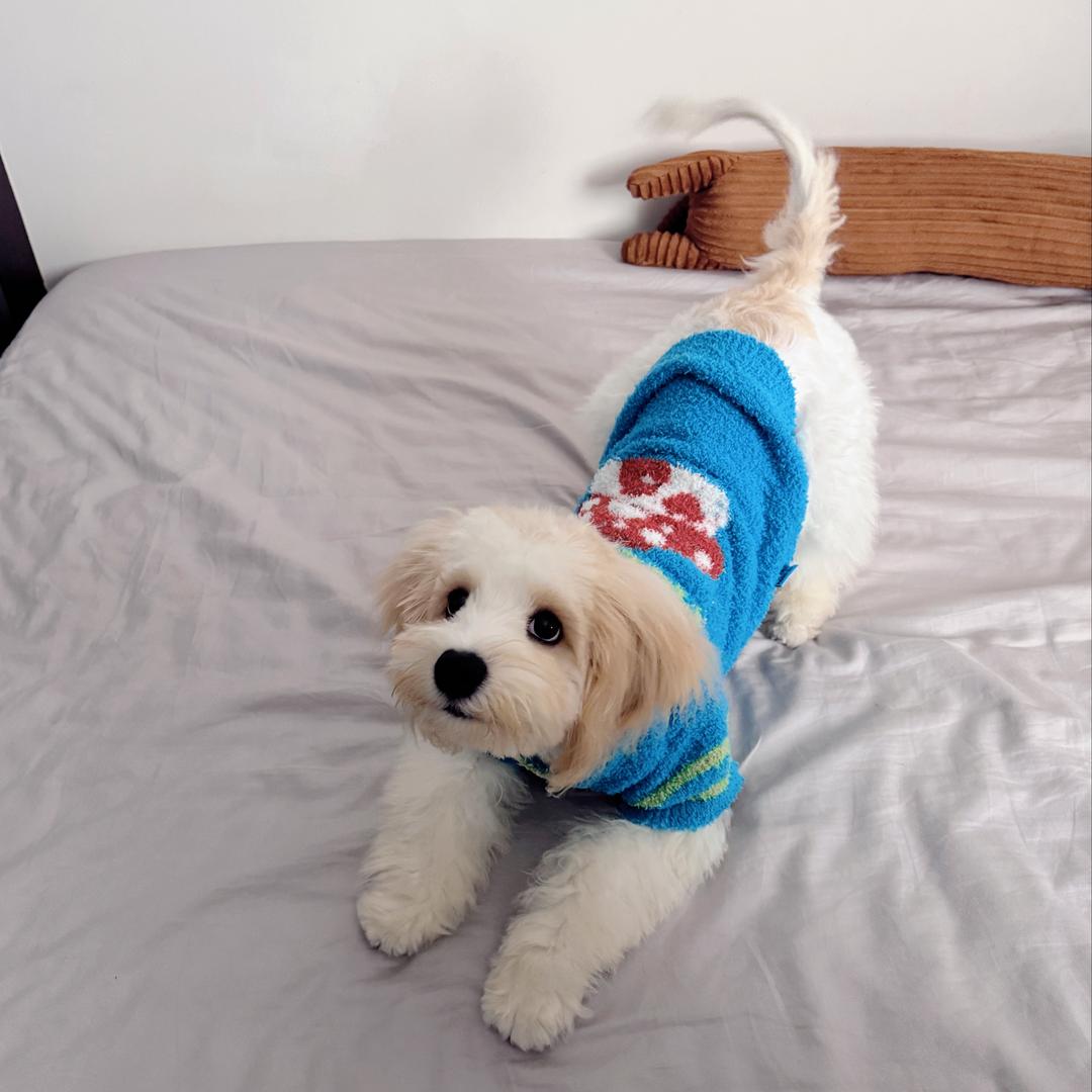 tinchoi