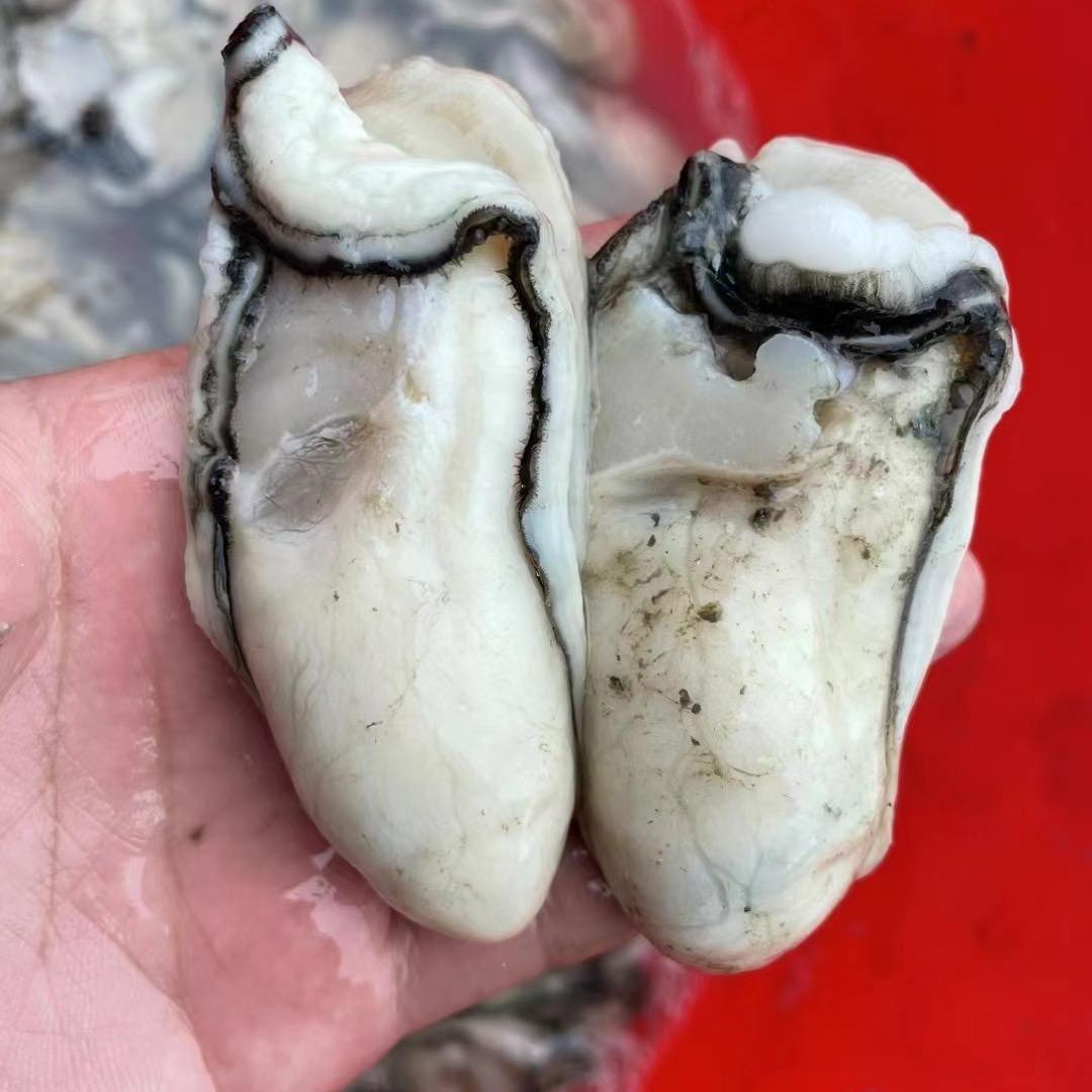 晨洲生蚝🦪