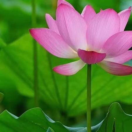 芳草