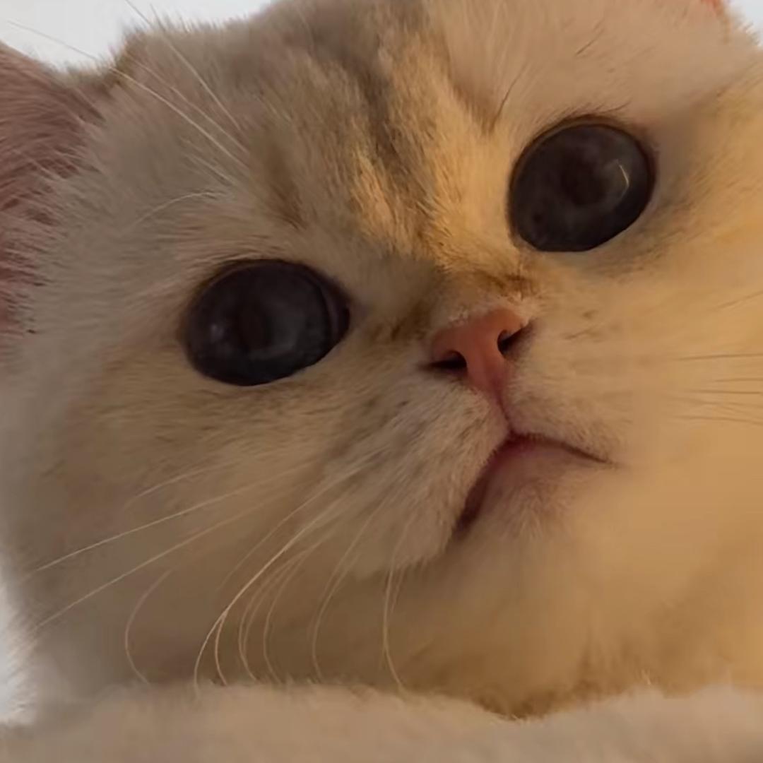 里里鸭