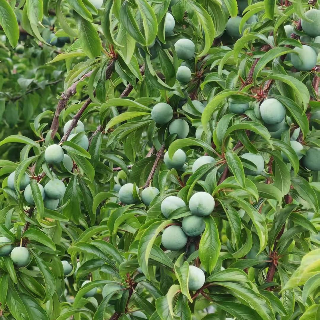 四川鲜客食品有限公司企业店