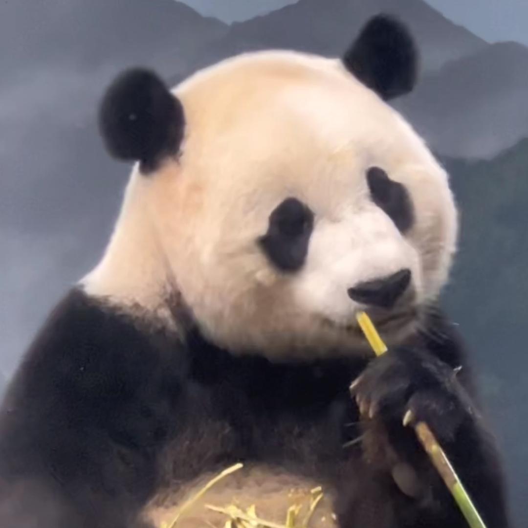 panda🐼小奇迹