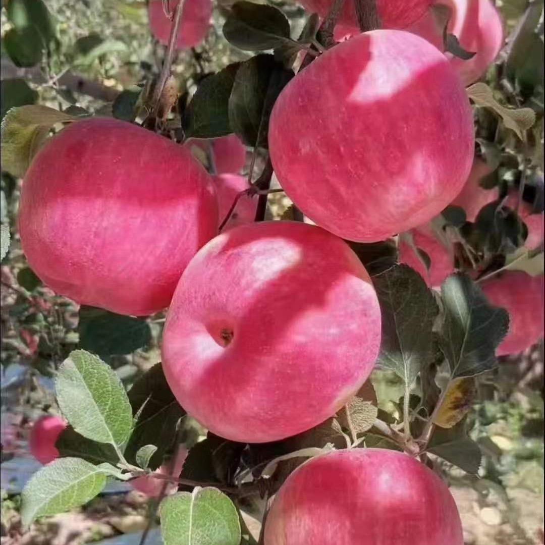 正宗洛川苹果