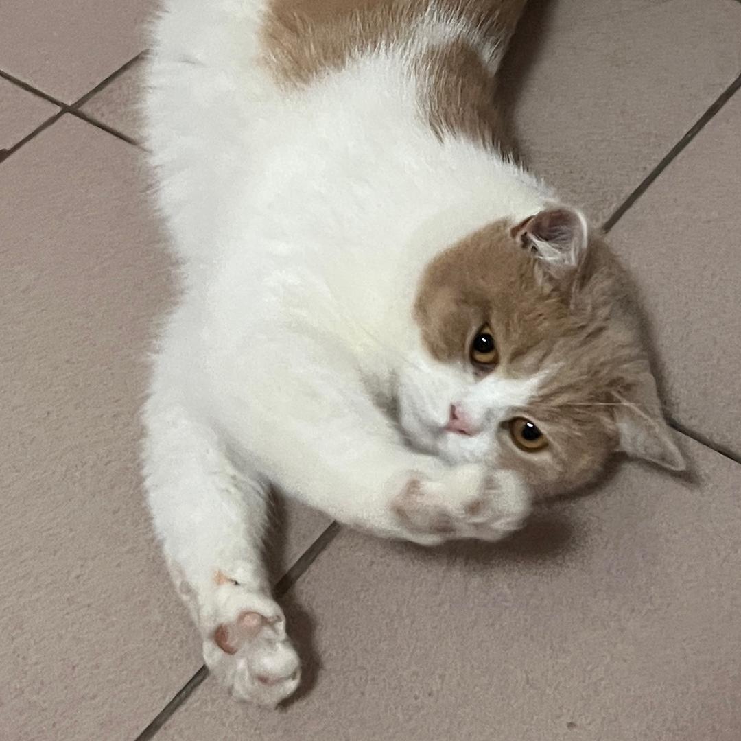 茶茶