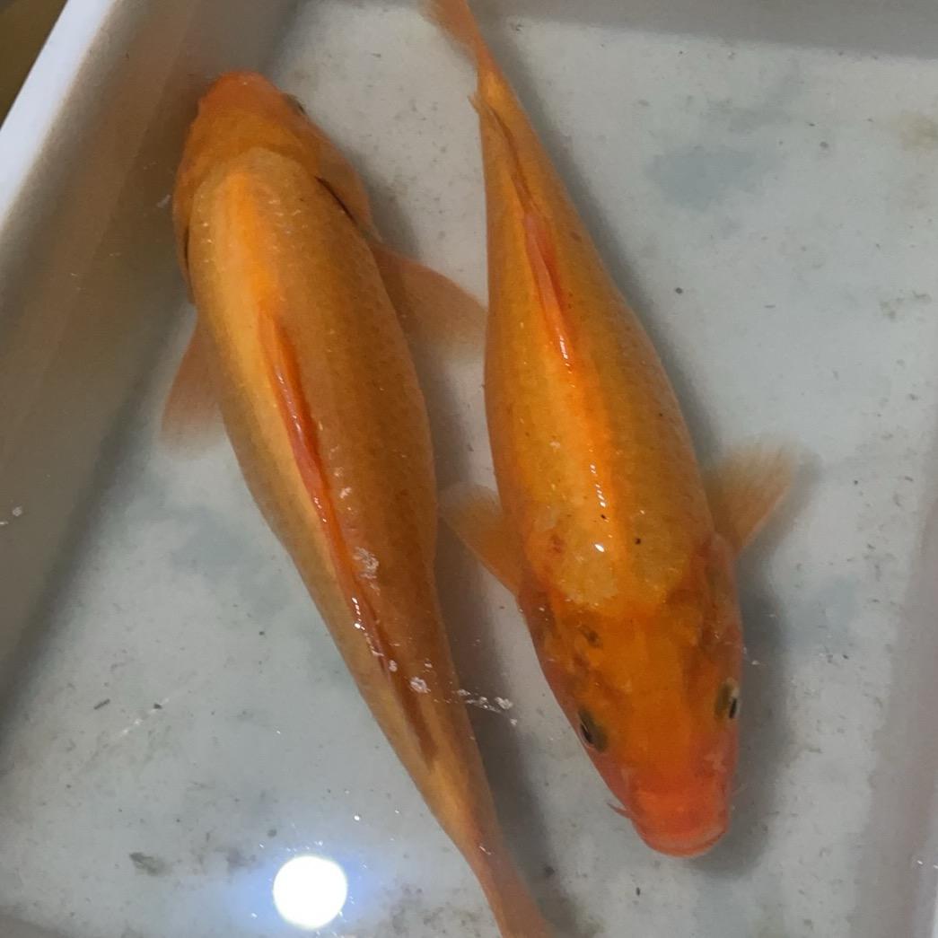 五福管理号(思信我安排半价)