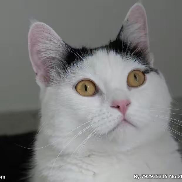 养猪的平凡人好物精选