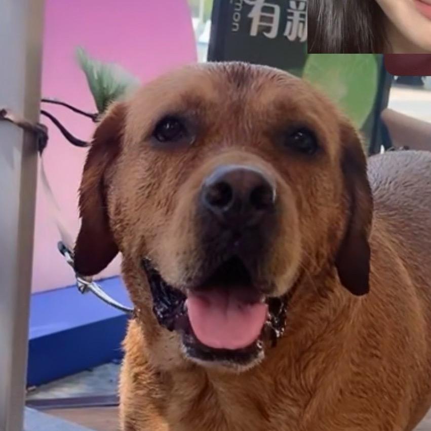 摸鱼