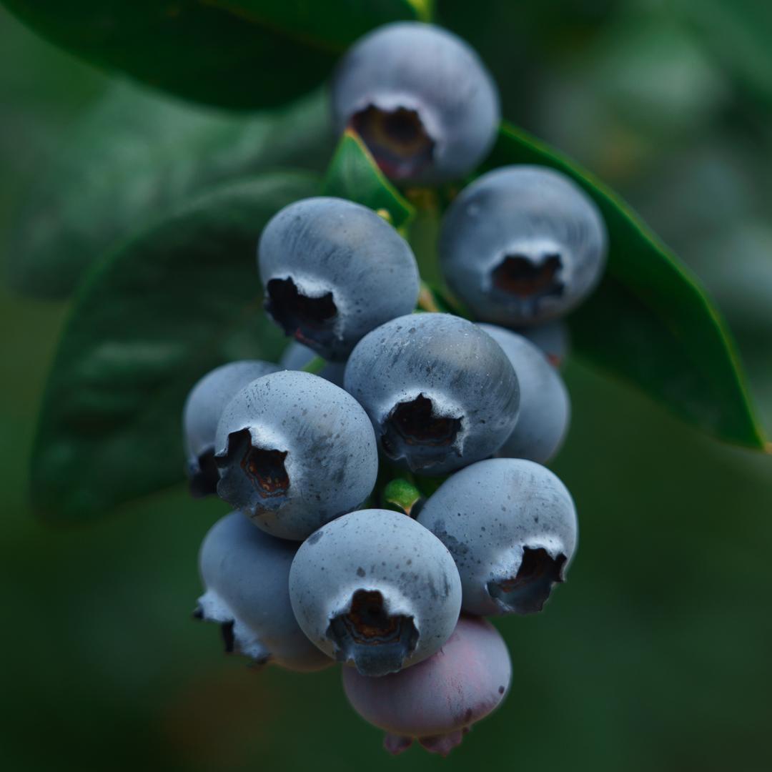 万家欢莓果甄选