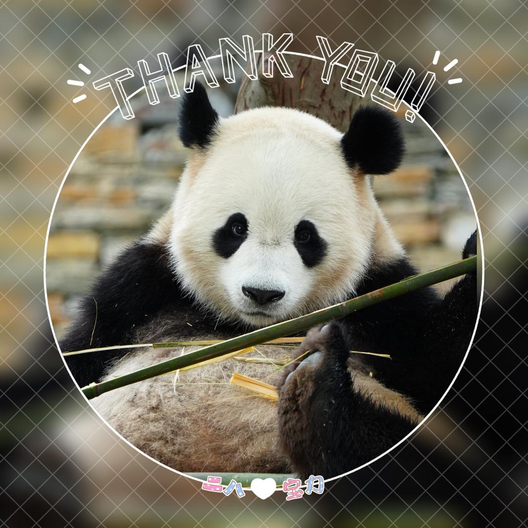 🐼二八