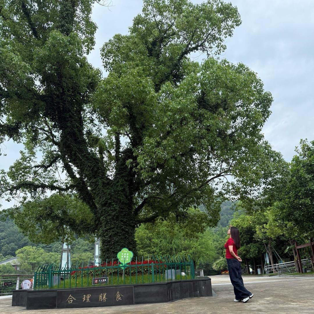 燕掌柜