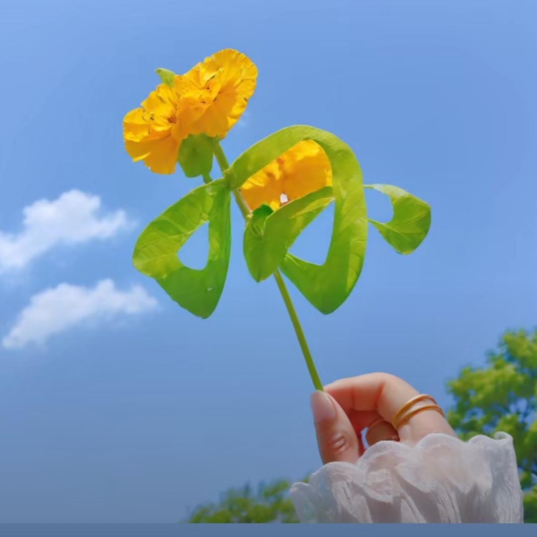 🍀🍀🍀🍀🍀🍀