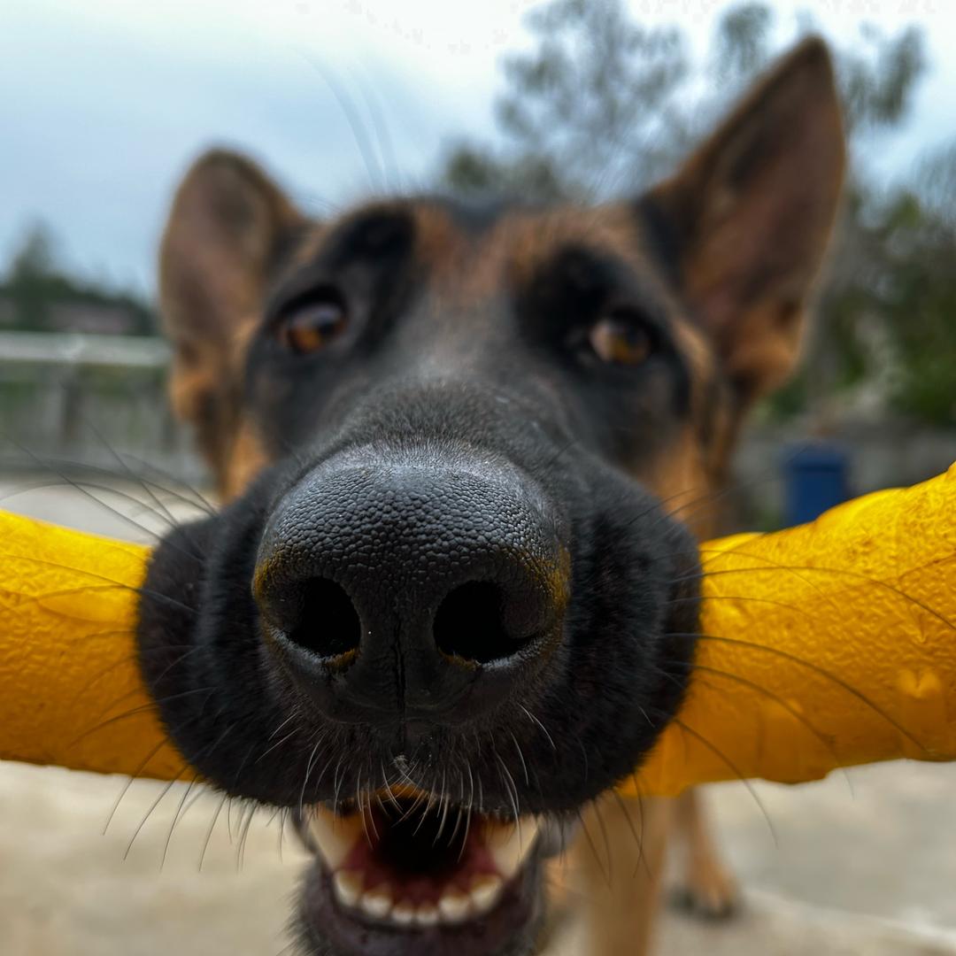 吃货狗妈治护食