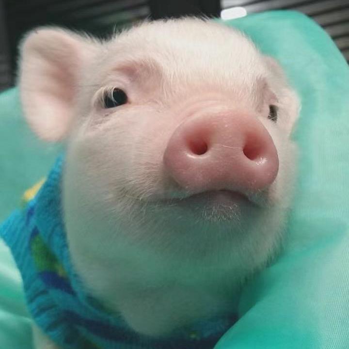 猪鼻子