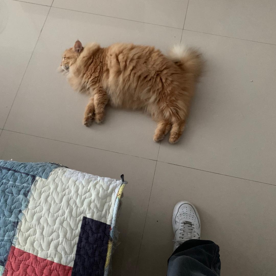 大狸子