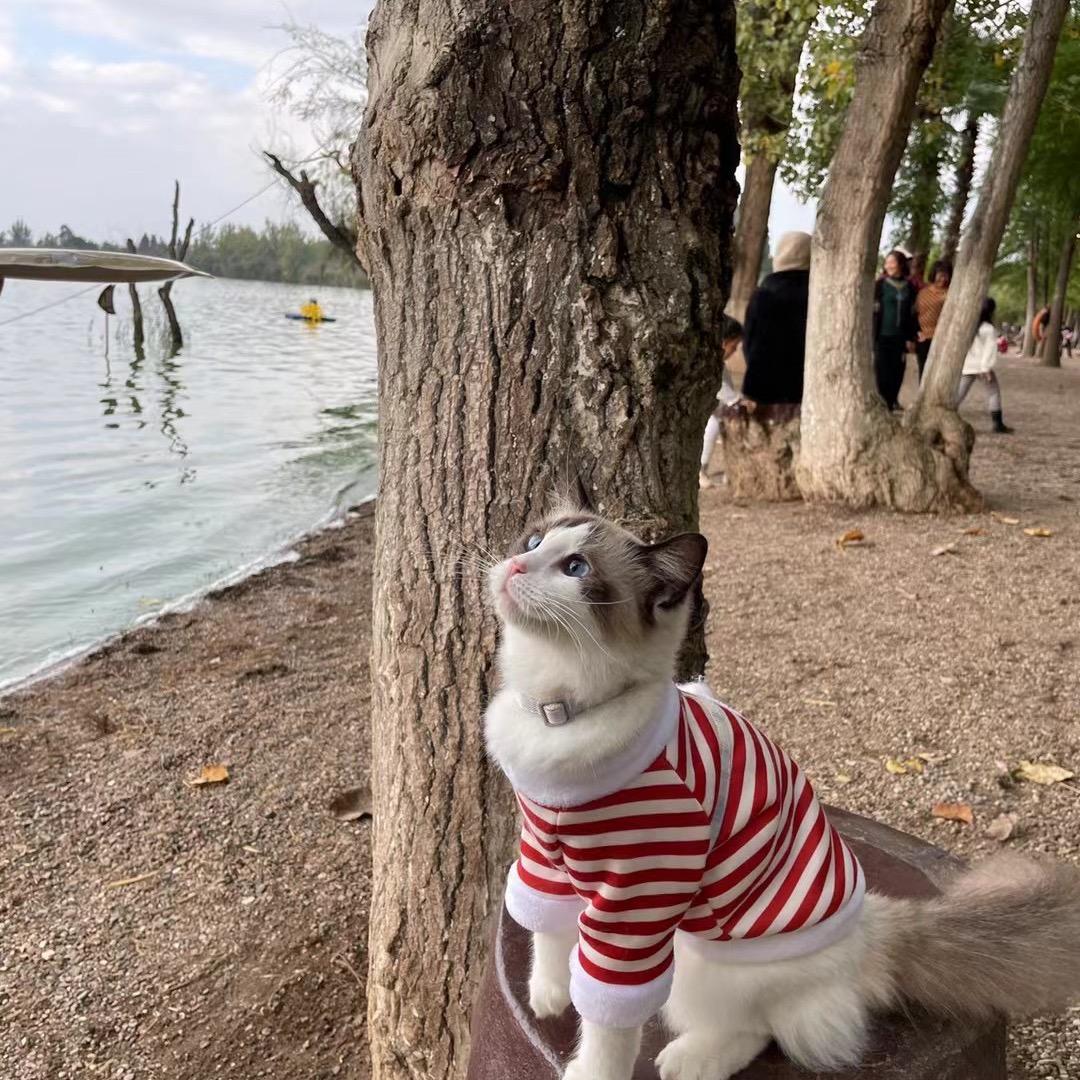 从不吃香菜💫