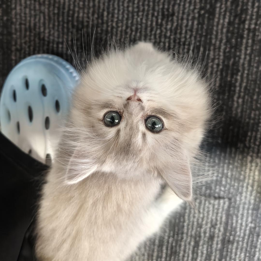 来财是只小懒喵