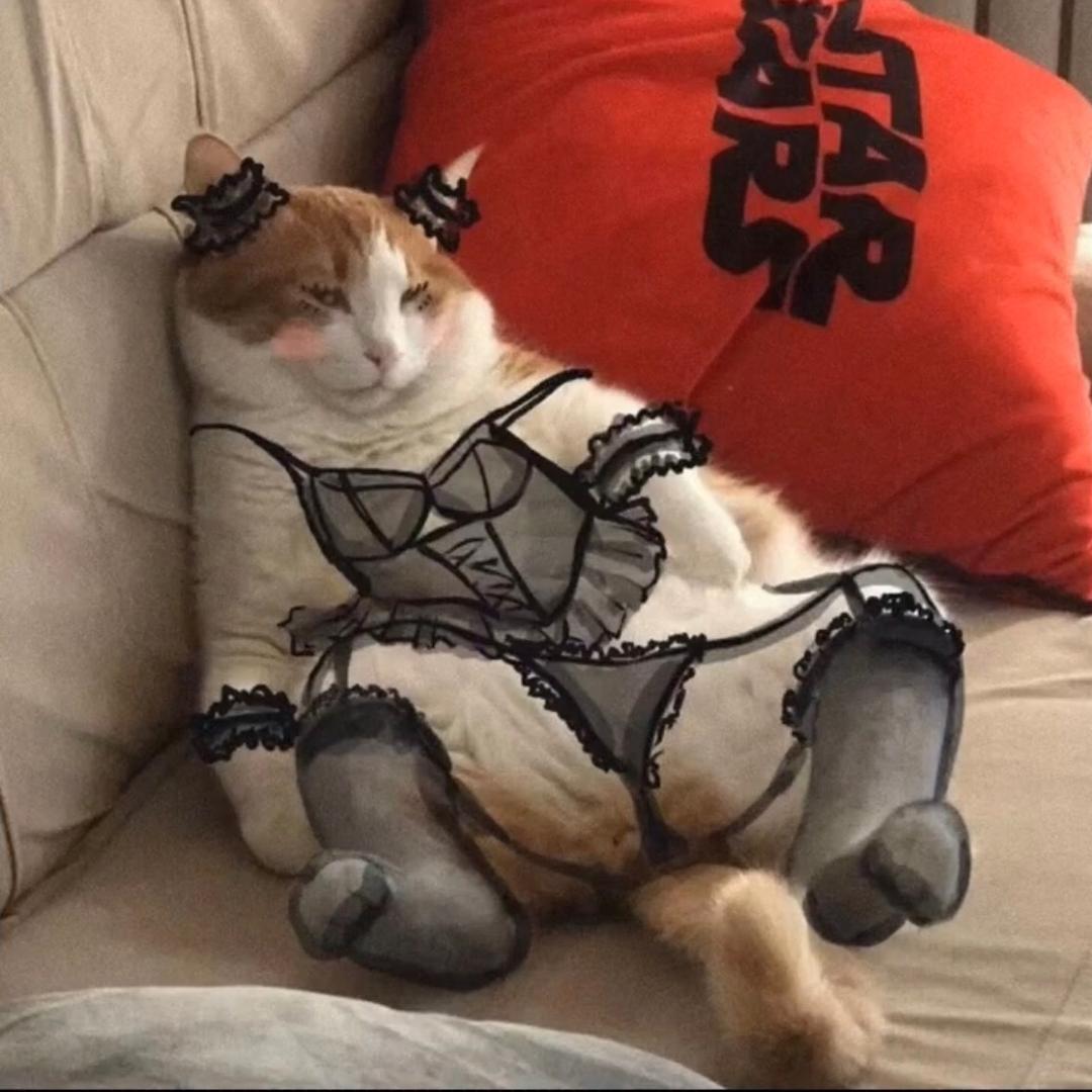 蕾丝加菲猫